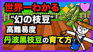 【幻の枝豆】世界一わかる！丹波黒枝豆の育て方！丹波黒枝豆農家秘伝の栽培術を公開！【アニメでわかる家庭菜園解説】