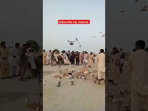 kabutar ki video #pigeon #pigeonbreeds #millionviews #pigeontypes #funnyreel #rollerpigeons #cute