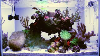 REEF TANK UPGRADE | Simple Soft Coral Saltwater Aquarium | AQUASCAPING