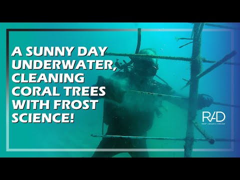 CORAL TREE CLEANING WITH LAD AKINS FROM FROST SCIENCE MUSEUM | UNDERWATER WORK | REEF AQUARIA DESIGN