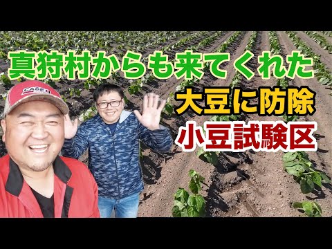 2024年6月26日　真狩村からも来てくれた　大豆に防除　小豆試験区　再編集