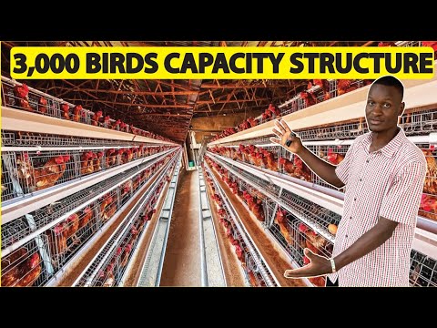 Inside a 3000 Chicken Automated Structure. Cage Poultry Farming in Africa