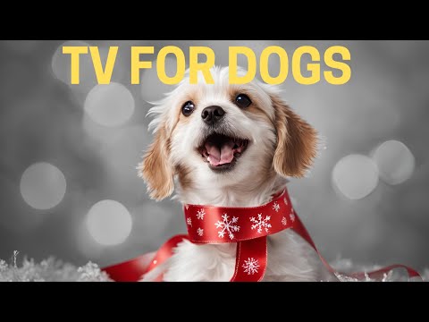 ‼️TV FOR DOGS: [NO ADS] TRY IT OUT 🐶  8 Hours of FESTIVE Stimulation & Music TO Calm Barking Dogs