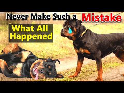 10 Critical Signs that Indicates Your Rottweiler Dog is Dying