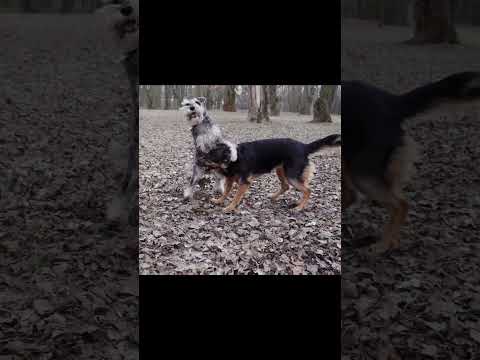 Dogs playing in forest/ cute dog short videos #shorts #dog #puppy