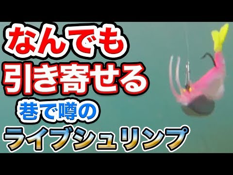 【初心者用ルアー映像】水中動画/キャスティングからアクション公開！ロックフィッシュやシーバスにおすすめ！ライブシュリンプ。