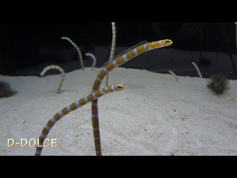 《癒し》水族館#1 ちんあなご・えび・かに・くらげ