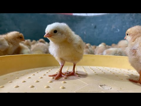 How to care for newborn chicks - How to raise chickens in winter -  Raising ducks.