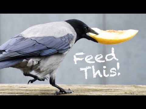 Feeding Crows (Story 45)