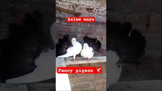 Beautiful 🤩 #pakistan #viralvideo #youtubeshorts #bird #tauben #🕊🕊🕊