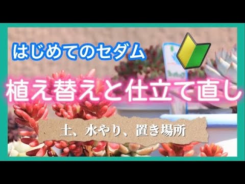 はじめてのセダム　植え替え・仕立て直し 土、水やり、置き場所など（🔰初心者さん向け）