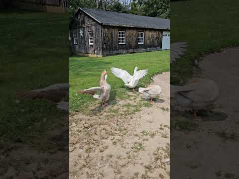 "Weekly Goose Gossip: A Quack-tastic Chat with the Neighborhood Flock 🦢"