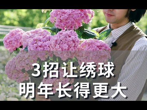 3招让绣球明年长得更大