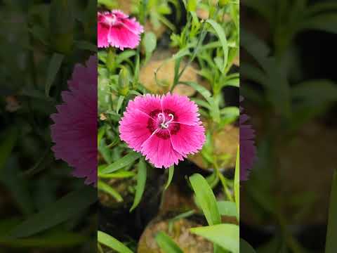 Beautiful Dianthus flowers #dianthus #flowers #winterflower #easygardeningtips #gardening