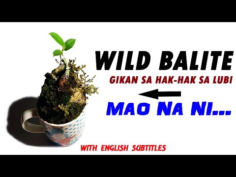 Bonsai DIY Table-top Plant: Wild Balite Bonsai