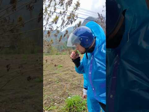 We found wild hemp on the Ha Giang Loop #hagiangloop #hagiang #vietnam #travel #adventure