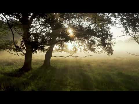 Sunlight Through Trees | Copyright Free Video Footage