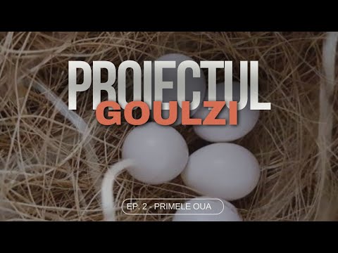 Reproducere goulzi - Au apărut primele ouă în cuiburi !