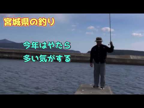 【宮城県の釣り】「水温たがくて海がボヤボヤしてっから、アイナメもカレイも寄ってこねーんだ。」by地元の漁師の爺ちゃん談　ボヤボヤってどんな意味なんだろう？