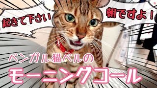 ベンガル猫ベルのモーニングコールがしつこくて可愛い