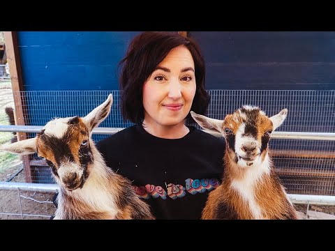 Did I just buy MORE goats?? (addressing the rumors...)