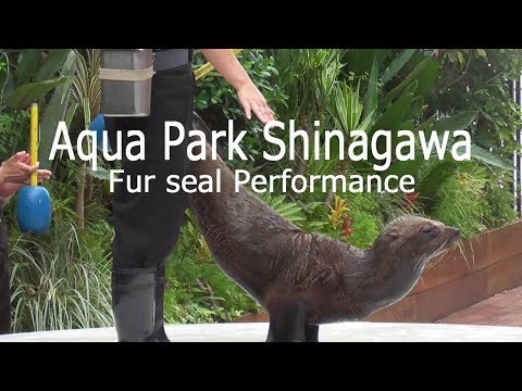 アクアパーク品川「オットセイのショー」2019/ Aqua Park Shinagawa「Fur seal」