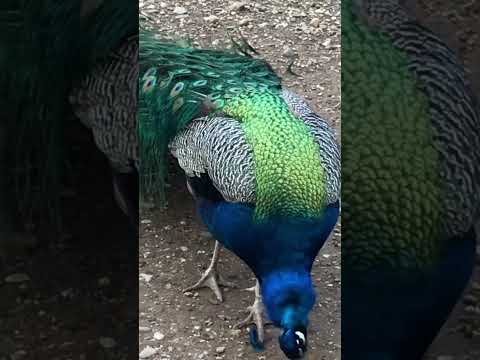 What was this Peacock eating?! | Horizons_視野 | wildlife | Animals