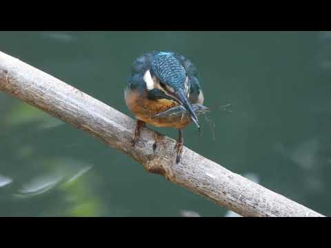 翠鳥吃蝦子The kingfisher eats shrimp.