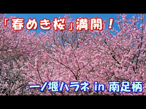 【4K】「春めき桜」満開！＠一ノ堰ハラネ in 南足柄2024