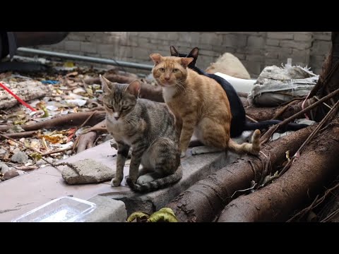 幸福的流浪猫一家，连动作也神同步