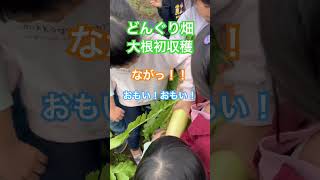 どんぐり畑で大根初収穫！おもい！ながい！みんなで食べよう！！ #保育園