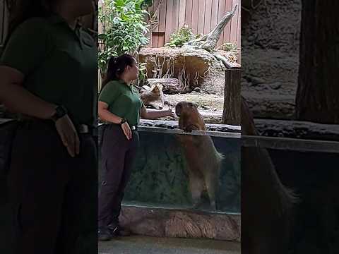 Capybara strolling in the water 🩵