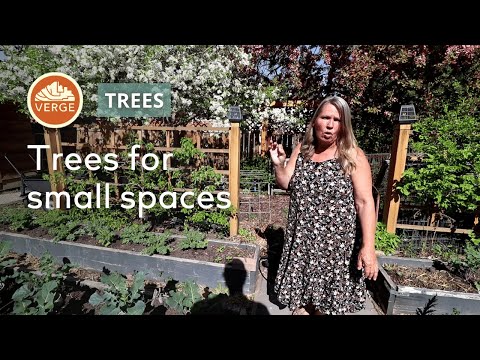 How to Choose the Right Fruit Tree for Your Urban Yard or Permaculture Garden