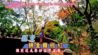 從舊參拜道到拱北殿彼岸橋三緣橋雙拱橋 詳細導覽 楓紅雖然近尾聲卻依然美麗  Maple viewing in Gongbeidian Xizhi New Taipei City