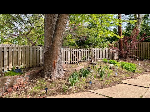 Backyard Garden as of April 15, 2024