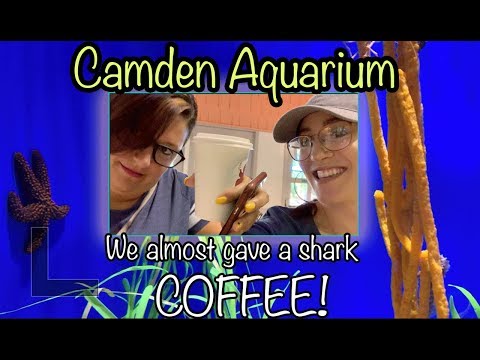 Camden Aquarium |  We almost gave a shark COFFEE! WHOOPS!