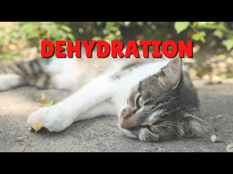 How To See If Your Cat’s Dehydrated | Two Crazy Cat Ladies #shorts