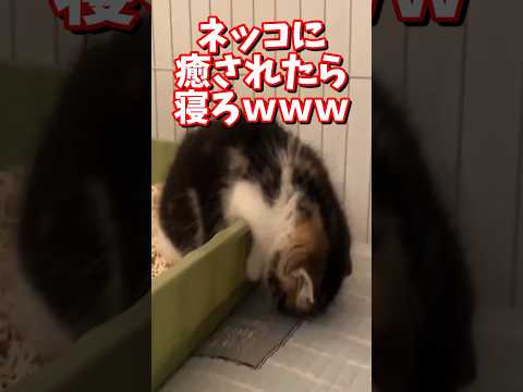 ネッコの動画で癒されたら寝ろｗｗｗ　#2ch #2chまとめ 動物スレ #2ch面白いスレ #動物 #犬 #猫 #癒やし #ねこ動画