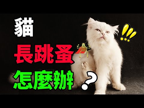 貓身上會有跳蚤嗎？怎麼給貓做驅蟲呢？