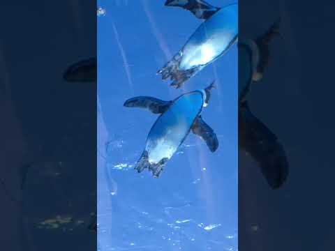 池袋陽光水族館