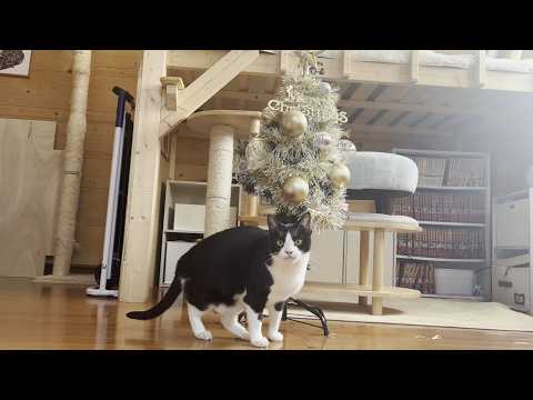 Within a few days of the Christmas tree being built, it was completely torn apart by my cat and mom.