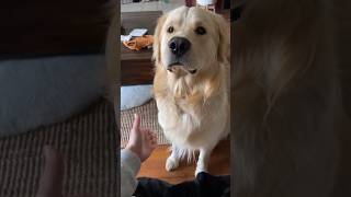 My Dog's EPIC name reaction compilation! #shorts #dogreactions #doglover