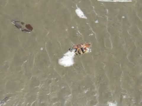 Chasing a crab at Uvita Beach, Costa Rica