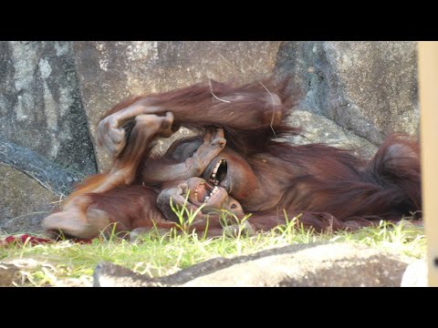 Gibbon family and Orangutan family　Tama Zoo 202412