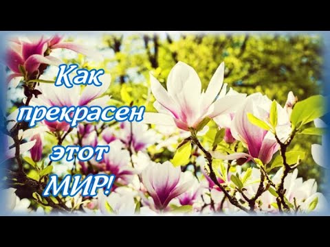 🌺Как прекрасен этот мир!Цветет магнолия,символ женственности и красоты