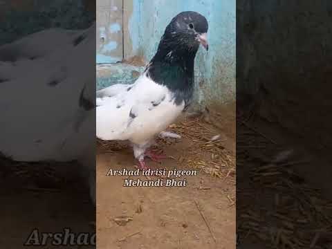 Rampuri Kabootar ! #pigeonstatus #youtubeshorts #pigeonvideo #rampuripigeons