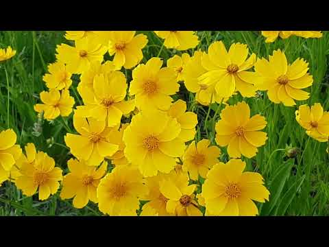 💖Relaxing music| Healing music|Soothing music 🎶 🌈🌺🌹🌼🌸