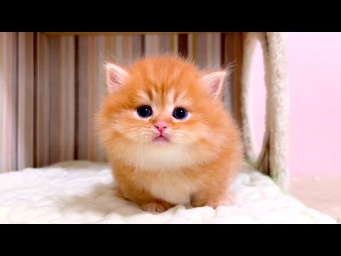 【マンチカンの子猫】まだまだ甘えん坊な子猫達の行動な件 ～猫のいる生活Vol.1059～出産動画 マンチカン短足・ミヌエット・ペルシャ猫専門ブリーダー『ペット蔵人』【子猫の成長記録】