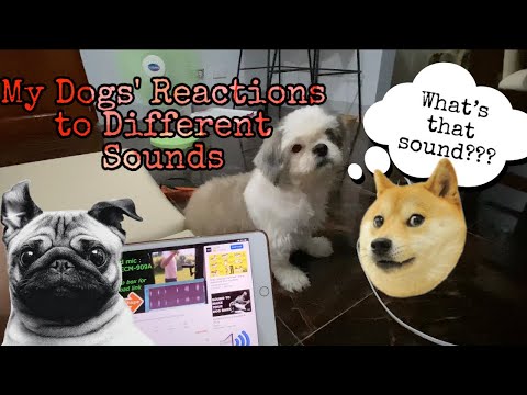 My Dogs Reaction When I Played Sounds Dogs Love to Hear and Movies for Dogs