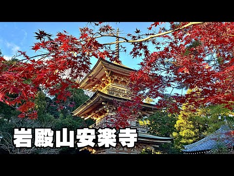 京都に居るような岩殿山安楽寺もみじ🍁三重の塔ライブ配信中！